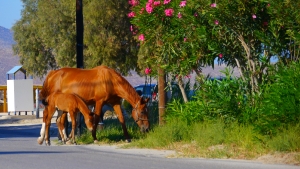 Insel Kos - Impressionen