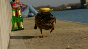 Hansa Hafen Haverkamp